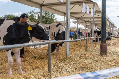 Campos, İspanya; Mayıs 07 2022: İspanya 'nın başkenti Campos' ta yıllık Frizya inek fuarı. Sokaklarda ineklerin sergilenmesi