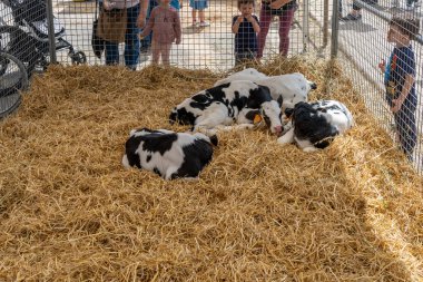 Campos, İspanya; Mayıs 07 2022: İspanya 'nın başkenti Campos' ta yıllık Frizya inek fuarı. Sokaklarda ineklerin sergilenmesi