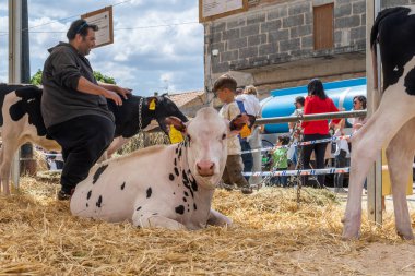 Campos, İspanya; Mayıs 07 2022: İspanya 'nın başkenti Campos' ta yıllık Frizya inek fuarı. Sokaklarda ineklerin sergilenmesi