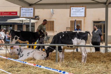 Campos, İspanya; Mayıs 07 2022: İspanya 'nın başkenti Campos' ta yıllık Frizya inek fuarı. Sokaklarda ineklerin sergilenmesi