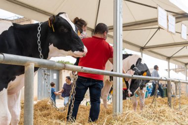 Campos, İspanya; Mayıs 07 2022: İspanya 'nın başkenti Campos' ta yıllık Frizya inek fuarı. Sokaklarda ineklerin sergilenmesi