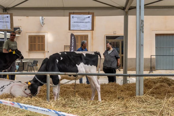 Campos, İspanya; Mayıs 07 2022: İspanya 'nın başkenti Campos' ta yıllık Frizya inek fuarı. Sokaklarda ineklerin sergilenmesi