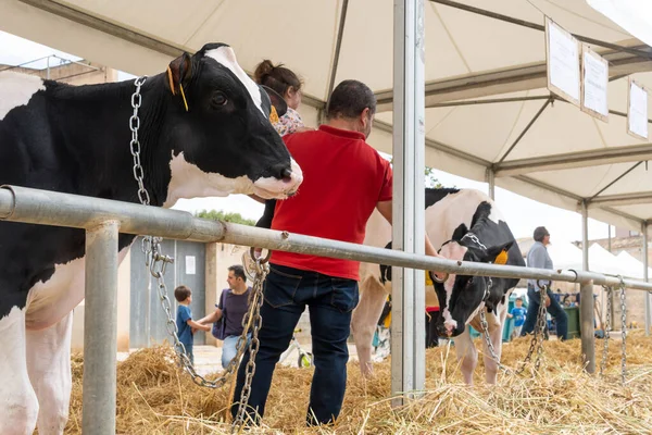 Campos, İspanya; Mayıs 07 2022: İspanya 'nın başkenti Campos' ta yıllık Frizya inek fuarı. Sokaklarda ineklerin sergilenmesi