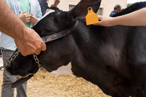 Annual Friesian cow fair in the Majorcan town of Campos, Spain. Exhibition of cows in the street