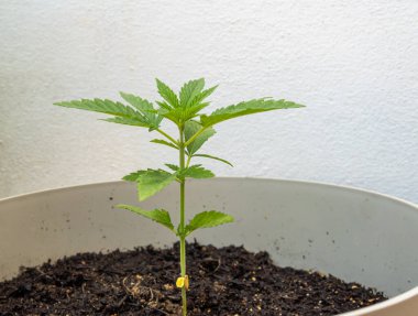 Marihuana bitkisinin yakın çekimi, kenevir sativa, kentsel tüketim için bir bahçede filizlenme durumunda