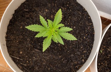 Marihuana bitkisinin yakın çekimi, kenevir sativa, kentsel tüketim için bir bahçede filizlenme durumunda