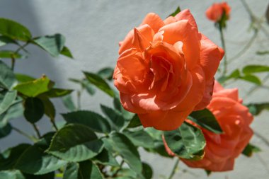 Gündoğumunda Akdeniz 'de bir bahçede bir gül çalısının çiçeklerine yakın çekim