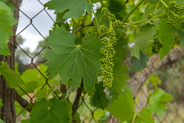 Närbild Växande Vinranka Utveckling Medelhavets Vinindustri Mallorca Spanien — Stockfoto