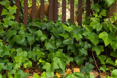 Sarmaşıklarla dolu metal bir kapıya yakın çekim yaparak terk edilmiş bir meyve bahçesine erişim sağlıyor. İspanya 'daki kırsal dünyanın terk edilmesinin kavramsal görüntüsü