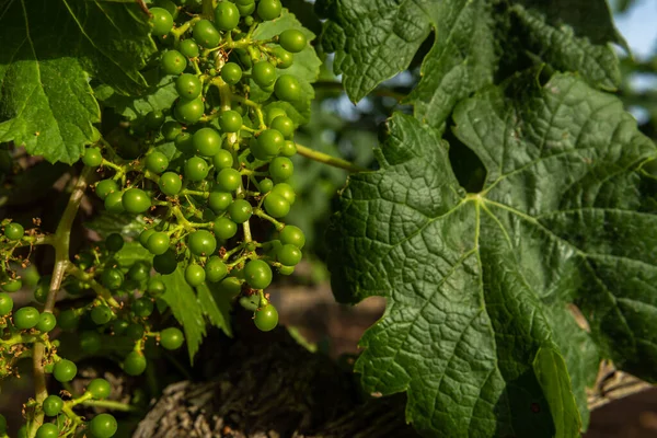 Zbliżenie Rosnącej Winorośli Rozwój Przemysłu Winiarskiego Regionie Morza Śródziemnego Majorce — Zdjęcie stockowe