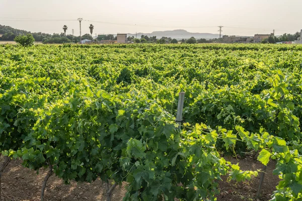 General View Growing Grape Vine Development Mediterranean Wine Industry Island — Stock Photo, Image