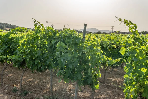 Allgemeiner Blick Auf Eine Wachsende Weinrebe Entwicklung Der Mediterranen Weinindustrie — Stockfoto