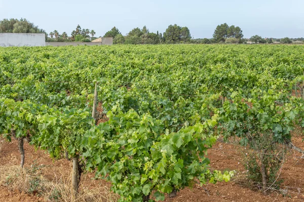 General View Growing Grape Vine Development Mediterranean Wine Industry Island — Stock Photo, Image