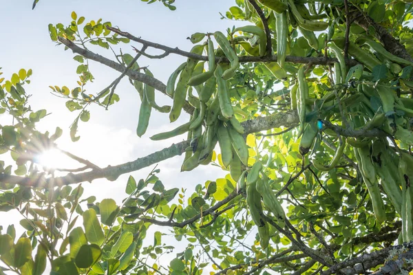 Close Green Carobs Carob Tree Ceratonia Siliqua Dawn Island Mallorca — Stok Foto