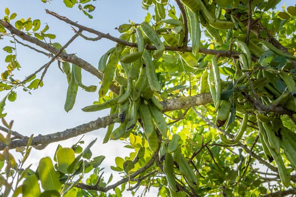 Close Green Carobs Carob Tree Ceratonia Siliqua Dawn Island Mallorca — Stok Foto