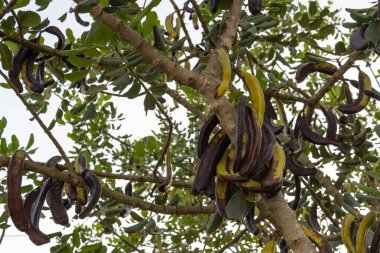İspanya 'nın Mallorca adasında bir yaz günü, gün batımında Ceratonia siliqua adında bir keçiboynuzu ağacına yakın çekim.