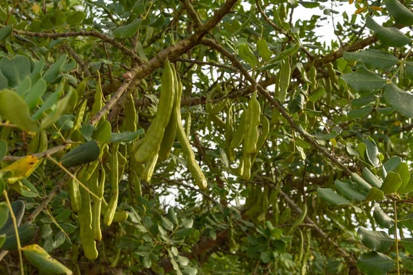 Close Green Carobs Carob Tree Ceratonia Siliqua Sunset Summer Day — Stok Foto