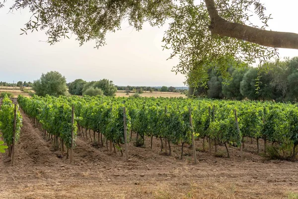 General View Growing Grape Wine Development Mediterranean Wine Industry Island — Foto Stock