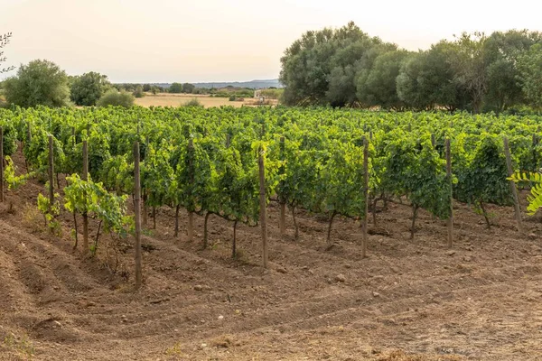 General View Growing Grape Wine Development Mediterranean Wine Industry Island — Stok fotoğraf