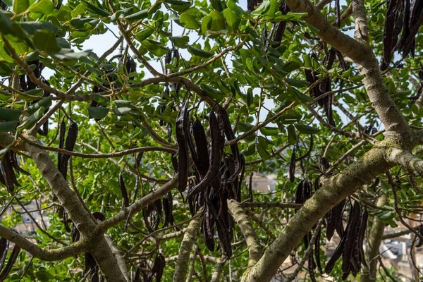 Close-up of carobs on a carob tree, Ceratonia siliqua, at sunset on a summer day on the island of Mallorca, Spain