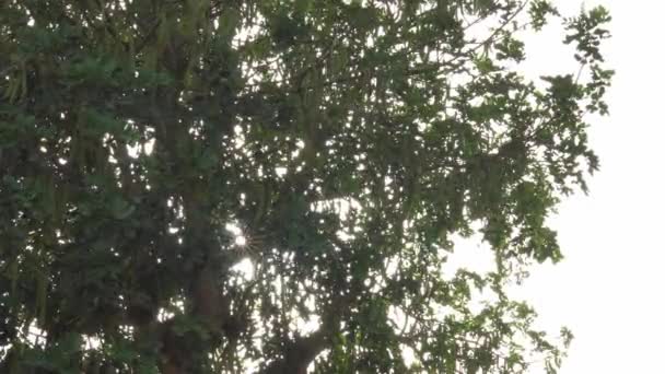 Κοντινό Πλάνο Πράσινων Χαρούπων Μια Χαρουπιά Ceratonia Siliqua Ηλιοβασίλεμα Μια — Αρχείο Βίντεο