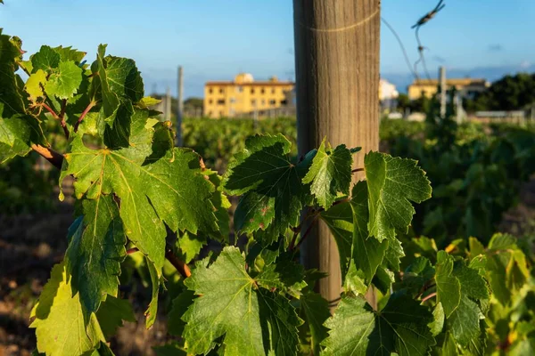Крупный План Листьев Виноградной Плантации Остров Майорка Испания — стоковое фото