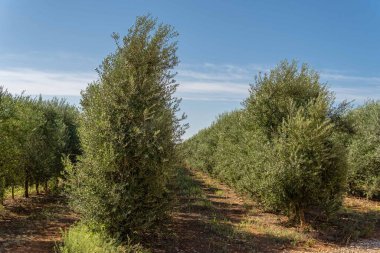 Zeytin yağı üretimi için büyük bir zeytin çiftliğinde bir zeytin ağacının yakın çekimi. Mallorca Adası, İspanya