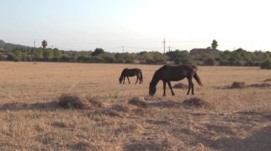 Mallorca adasının iç kısımlarında, kuru bir tarlada otlayan siyah atlar. Akdeniz kırsalında yaz kuraklığının etkileri