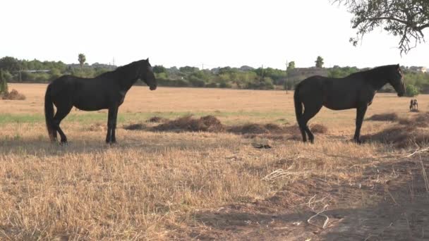 Zwarte Paarden Een Droog Veld Grazen Het Binnenland Van Het — Stockvideo