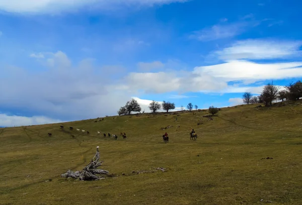 Şili Patagonya 'daki Gaucho' lar atlarıyla