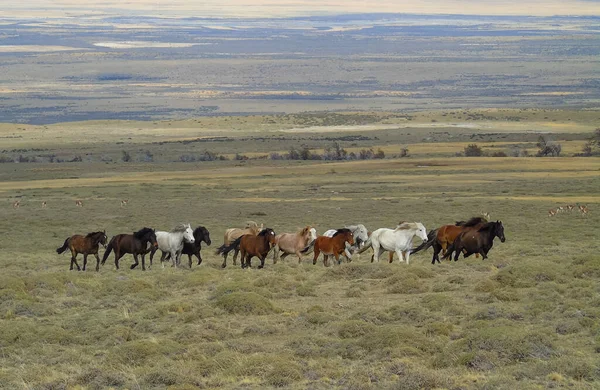 Şili Patagonya 'da atlar ve Guanacolar
