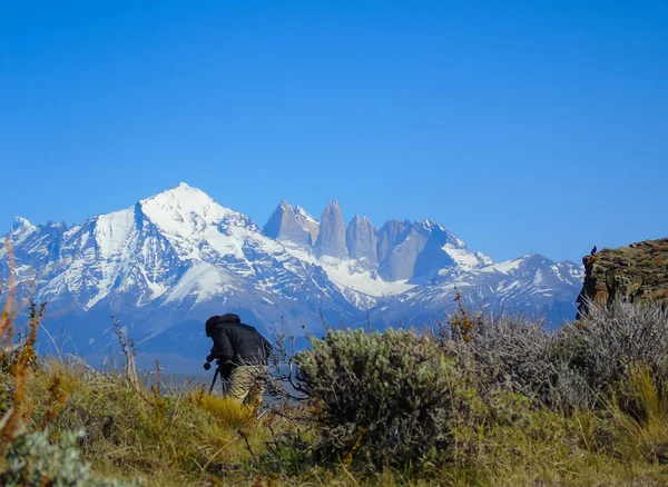 Torres del Paine 'de arka planda Paine Kulesi (Patagonya / Şili) ile birlikte vahşi yaşamın gözlemlenmesi)