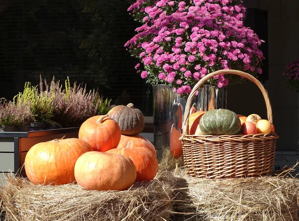 Las Calabazas Cosechan Octubre Estas Calabazas Maduras Yacen Suelo Una — Foto de Stock