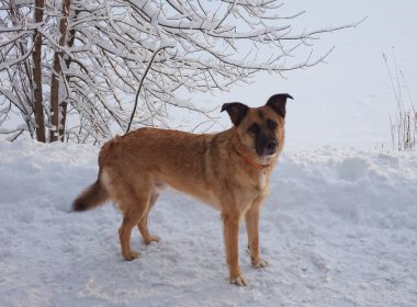 Beyaz kar üzerinde kızıl köpek