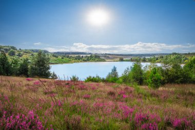 Heather ve göl manzarası Ulusal Park Hoge Kempen, Belçika.