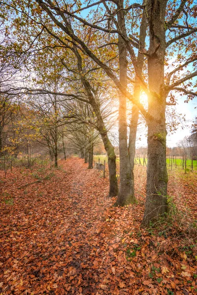 Luz Del Sol Través Robles Desnudos Bosque Otoño Bélgica —  Fotos de Stock