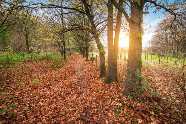 Krásný Západ Slunce Podzimním Lese Spadlými Dubovými Listy Zemi — Stock fotografie