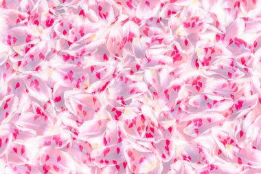 Pembe çiçek yaprakları ve kalp dokusu arka plan. Romantik, dikişsiz çiçek deseni.