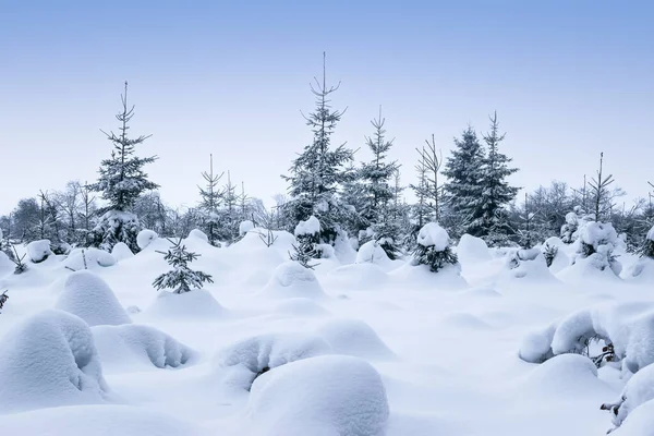 Neve Coberto Árvores Floresta Inverno Mágico Paisagem Natural High Fens — Fotografia de Stock