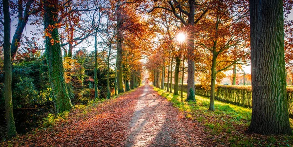 Sendero Través Los Árboles Otoño Durante Atardecer Bélgica —  Fotos de Stock