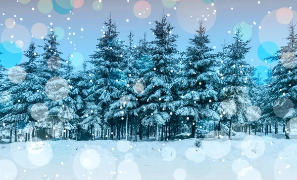 Paisagem Florestal Inverno Com Árvores Cobertas Neve Luzes Bokeh — Fotografia de Stock