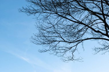 Çıplak ağacın silueti kışın mavi gökyüzüne karşı.