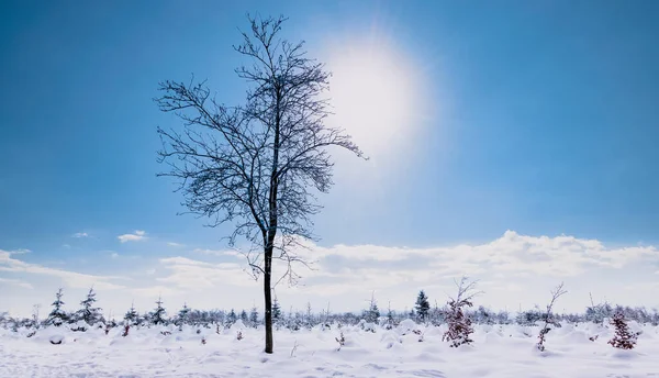 Árbol Desnudo Invierno Paisaje Nieve — Foto de Stock