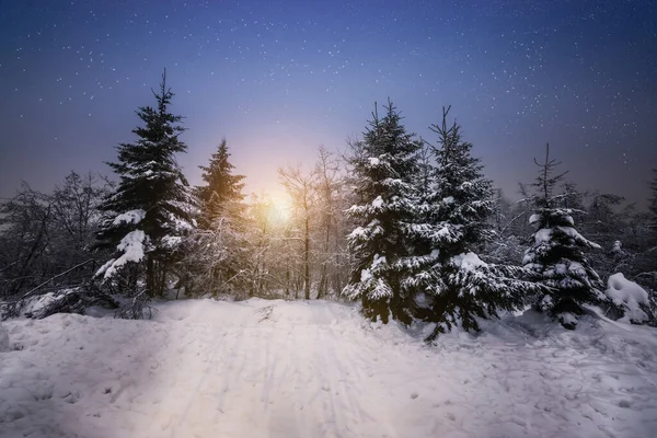 Invierno Bosque Pinos Nieve Paisaje Con Cielo Estrellado Atardecer —  Fotos de Stock