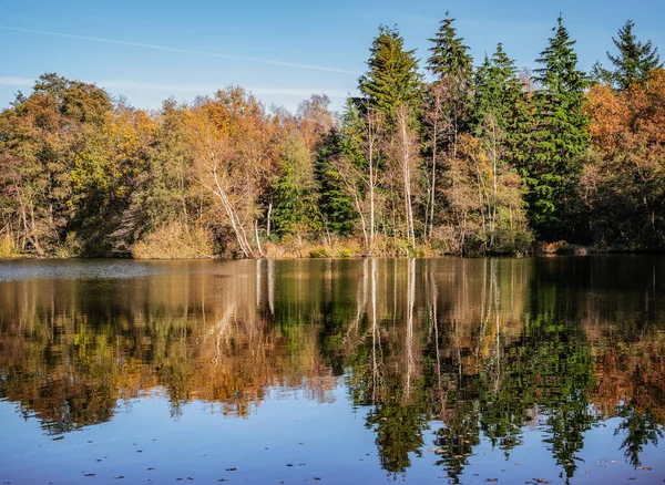 Prachtig Boslandschap Met Reflectie Vijver Van Een Natuurgebied Genk Limburg — Stockfoto