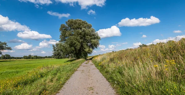 Wandelpad Met Boom Het Veld Viersel Gebroekt Zandhoven Antwerpen — Stockfoto