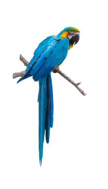 Mavi ve sarı Macaw Ara Ararauna beyaz arka planda izole edildi.