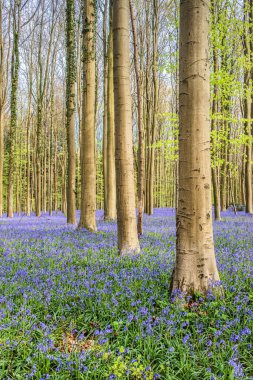 Ormandaki ağaçların arasında çan çiçekleri.
