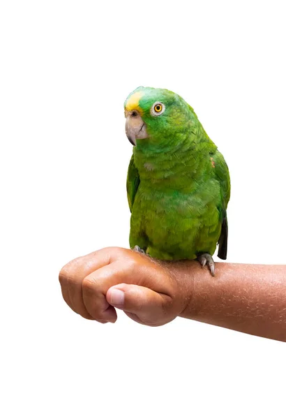 Loro Verde Sentado Mano Aislado Blanco Amazonas — Foto de Stock