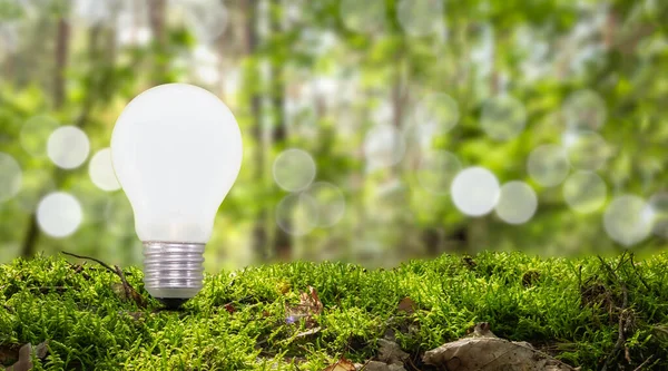 Light bulb in nature against blurred green forest background. Environment and ecology concept. Renewable, sustainable energy.